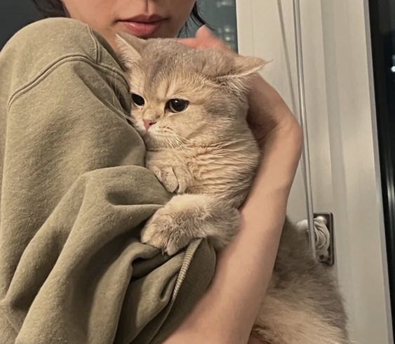 cutestscats's tweet image. 