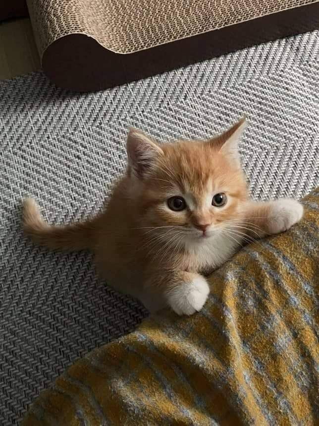 cutest cats (@cutestscats) on Twitter photo 