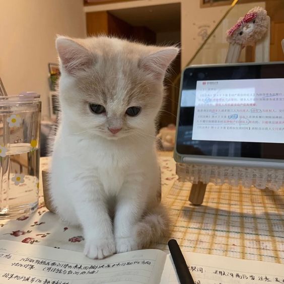 cutest cats (@cutestscats) on Twitter photo 
