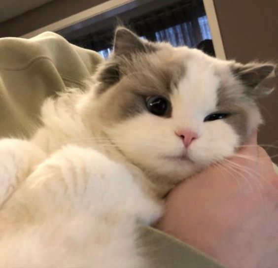 cutest cats (@cutestscats) on Twitter photo 
