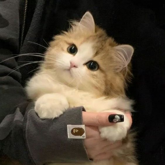 cutestscats's tweet photo. Safe in hooman arms 🥰 https://t.co/vkitROtXRc