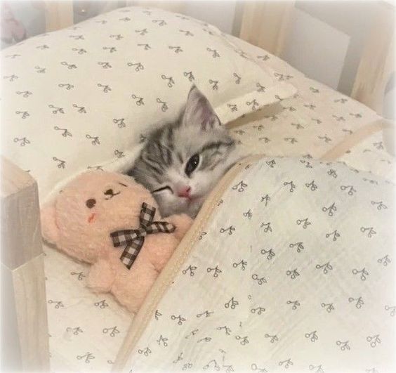 cutestscats's tweet photo. Bedtime cuddle buddy 🧸 https://t.co/VCt9sOsKhn