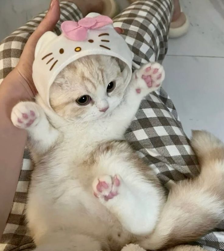 cutestscats's tweet photo. Hello Kitty bestie 🎀 https://t.co/GgJW6jXICx