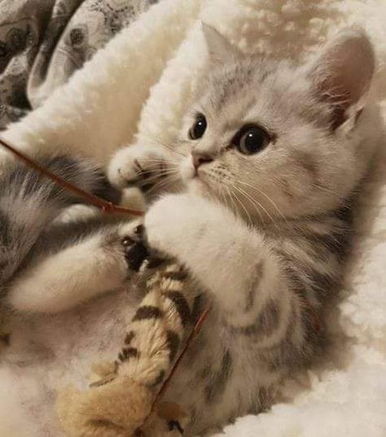 cutestscats's tweet photo. Playtime champion 🐾😼 https://t.co/QbWE4Li2LT