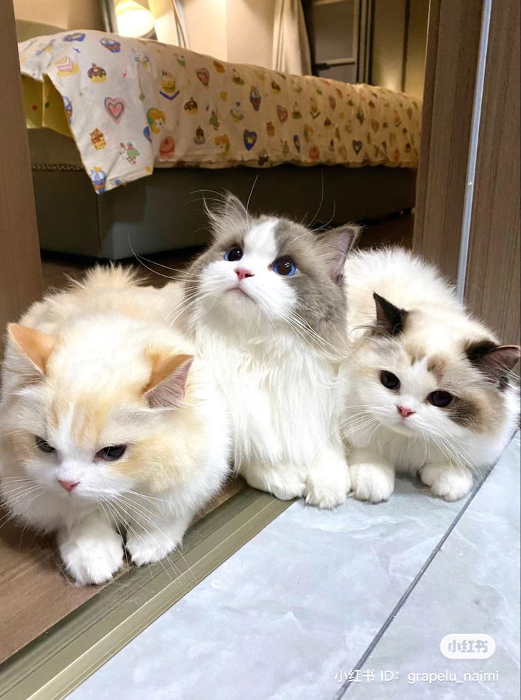 cutest cats tweet media