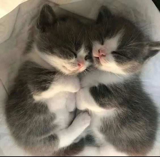 cutestscats's tweet photo. Cuddle twins goals 🥰 https://t.co/NHyK2rLDyC