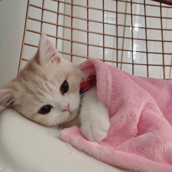 cutestscats's tweet photo. Pink burrito baby 🐾💕 https://t.co/JDBXFcnQNZ