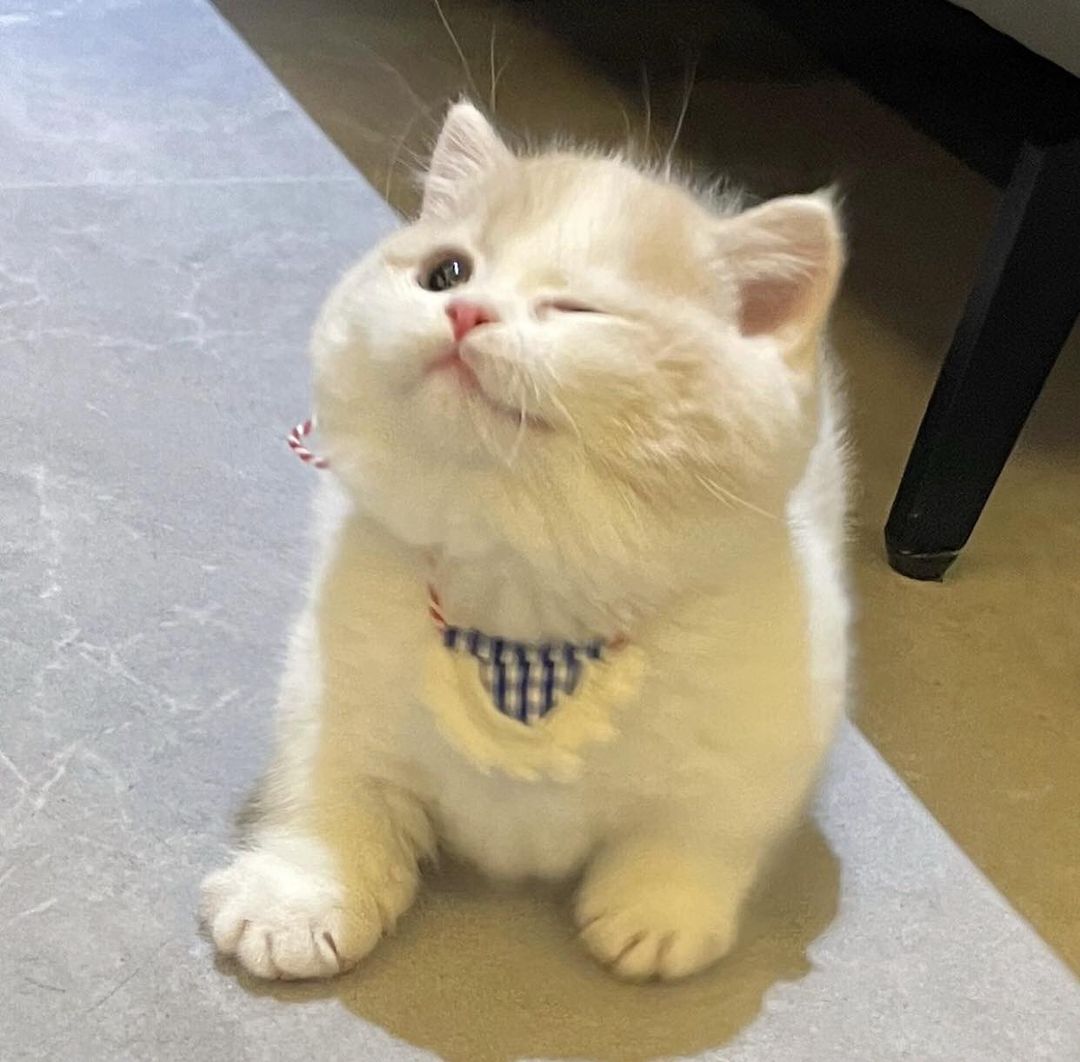 cutestscats's tweet image. 