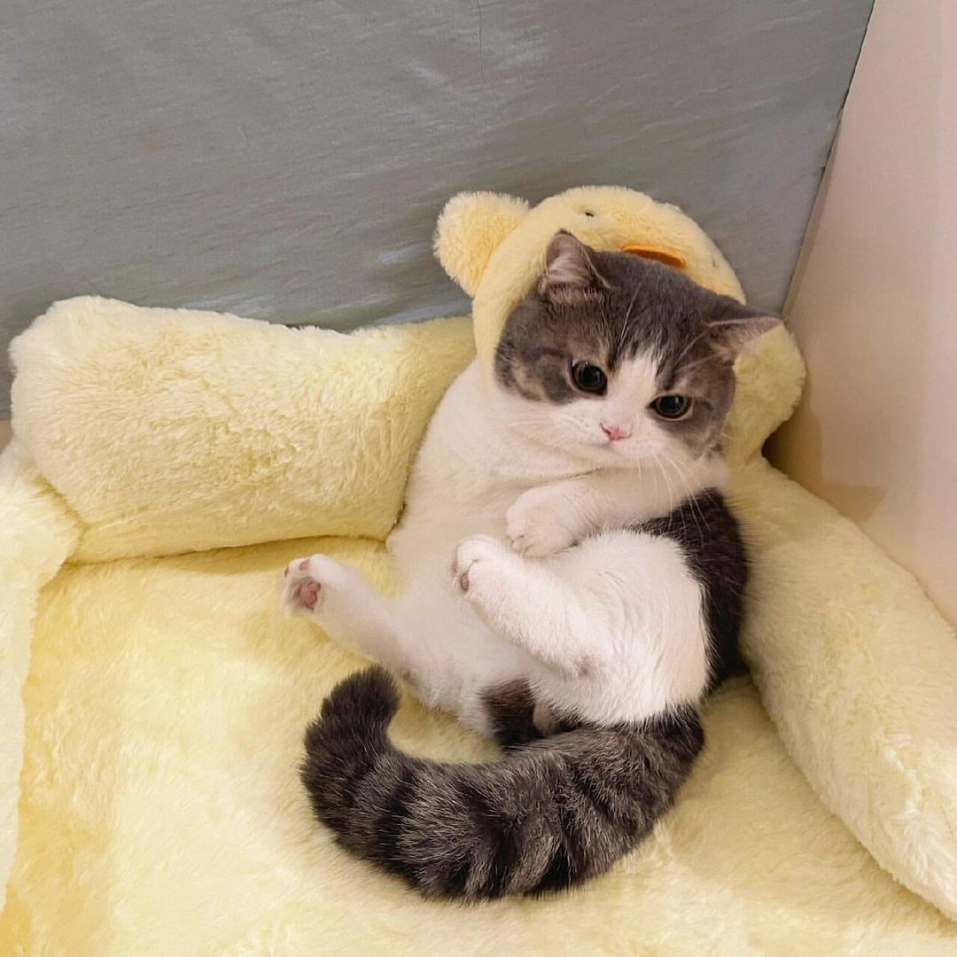cutestscats's tweet photo. https://t.co/gnBzHpDzbY