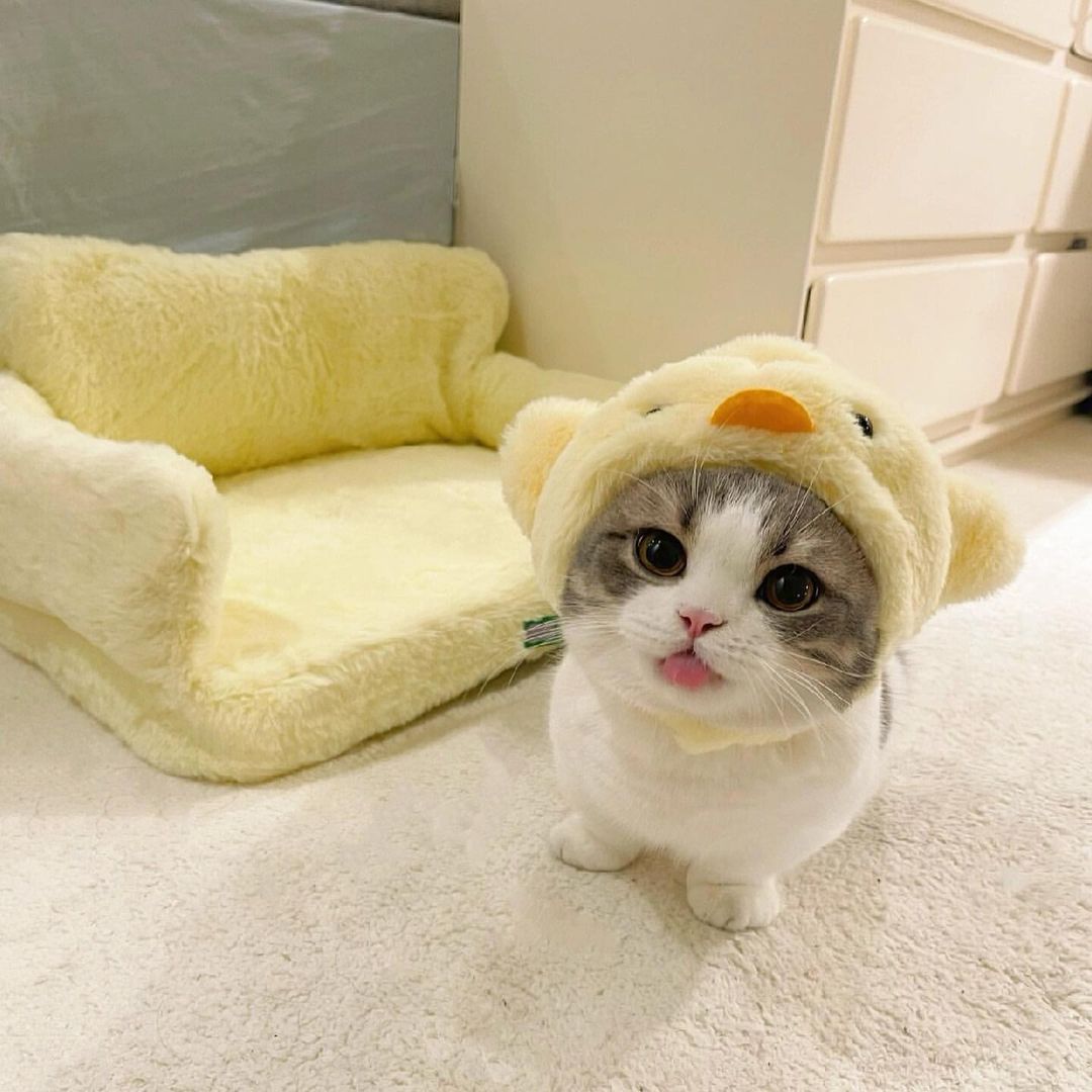 cutest cats (@cutestscats) on Twitter photo 
