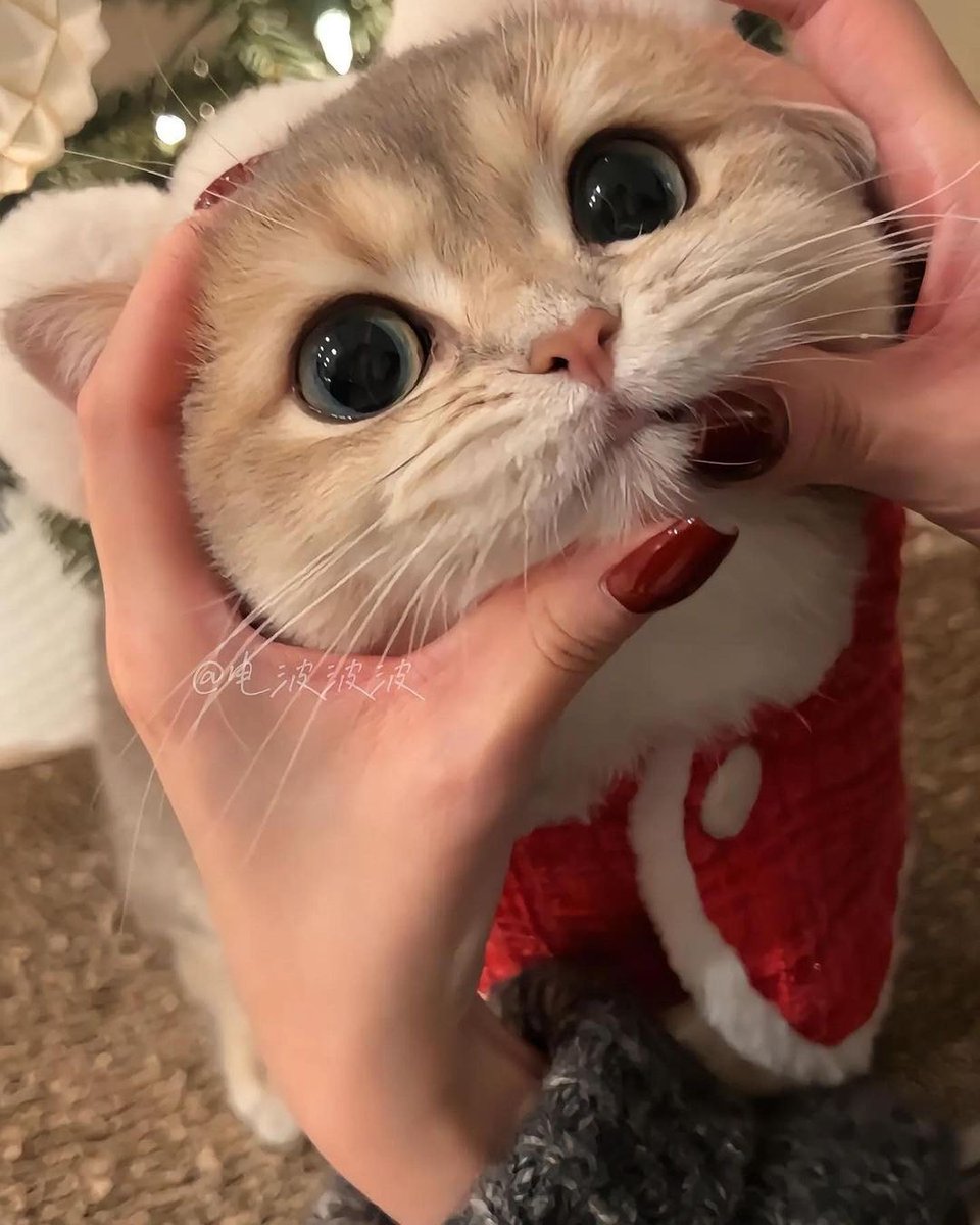 cutest cats tweet media