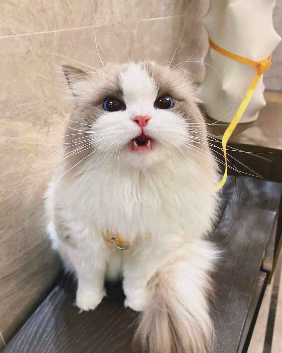 cutest cats (@cutestscats) on Twitter photo 