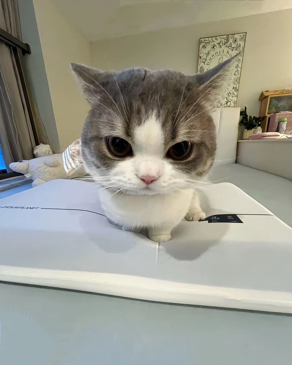cutest cats tweet media