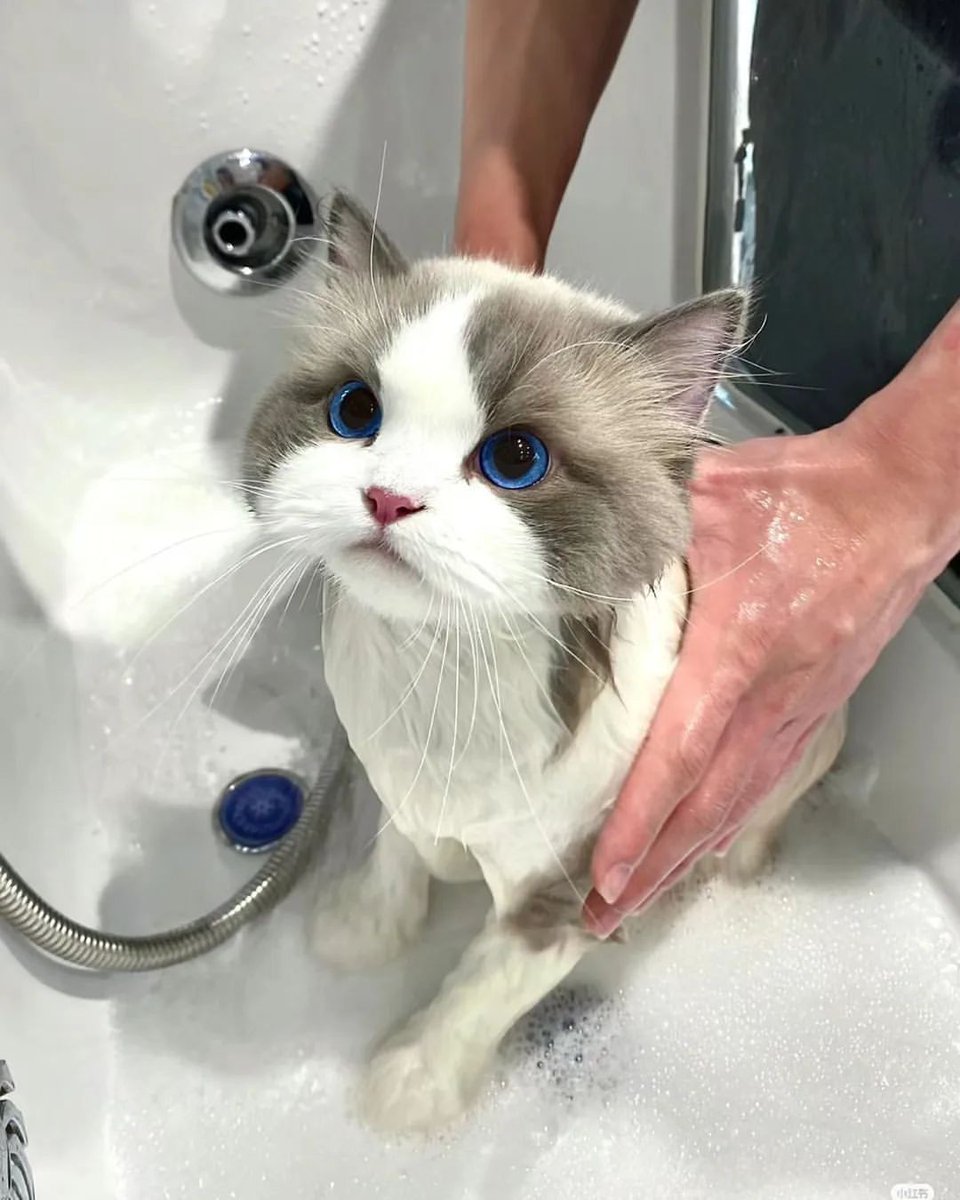 cutest cats (@cutestscats) on Twitter photo 