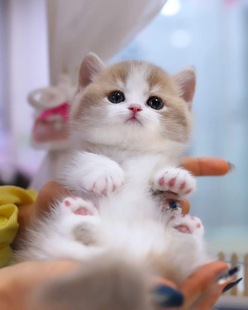 cutestscats's tweet photo. Paws up cuteness ❤️🌟 https://t.co/98reKOjmgz