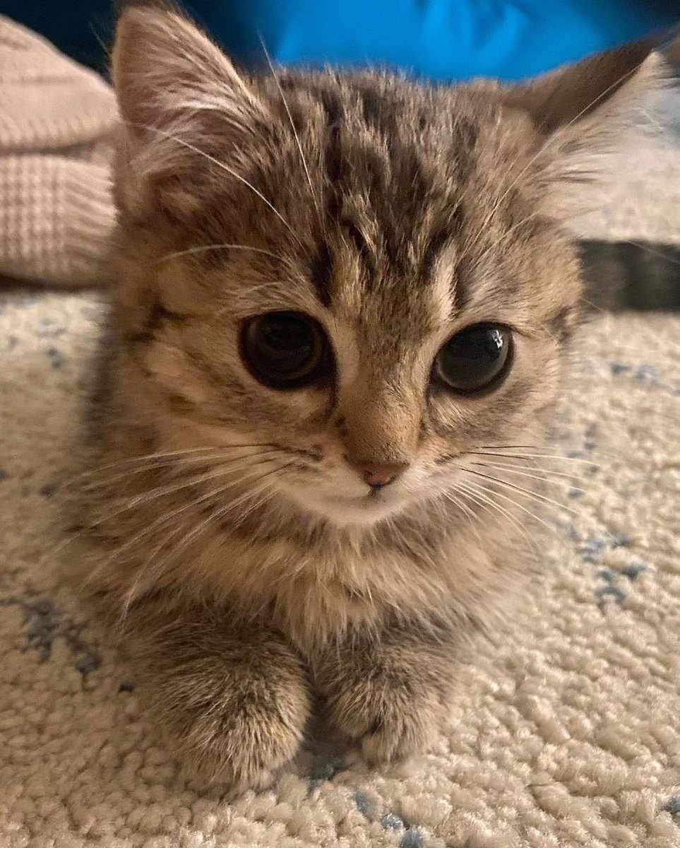 cutestscats's tweet image. 