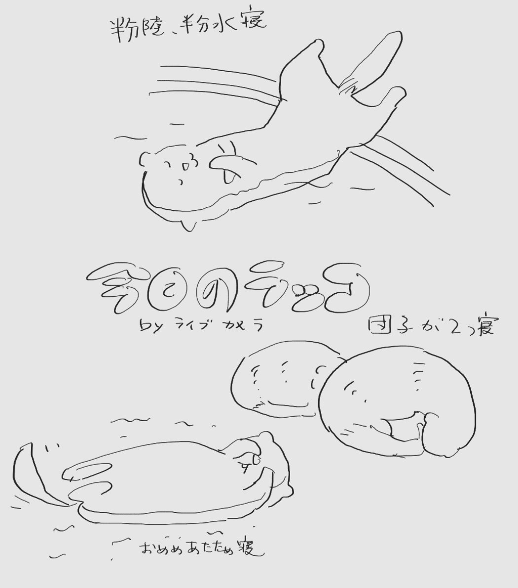 ラッコライブカメラたまらん
https://t.co/6oA5dxttww 