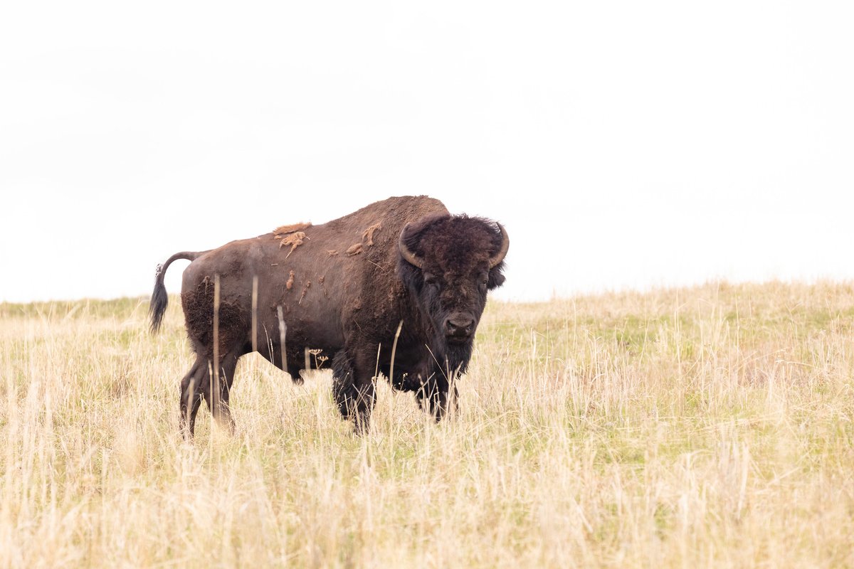 (Heads Up!) Woman gored by bison June 1 in Yellowstone; Always stay more than 25 yards from bison and move away from wildlife if they approach you. More: nps.gov/yell/learn/new…