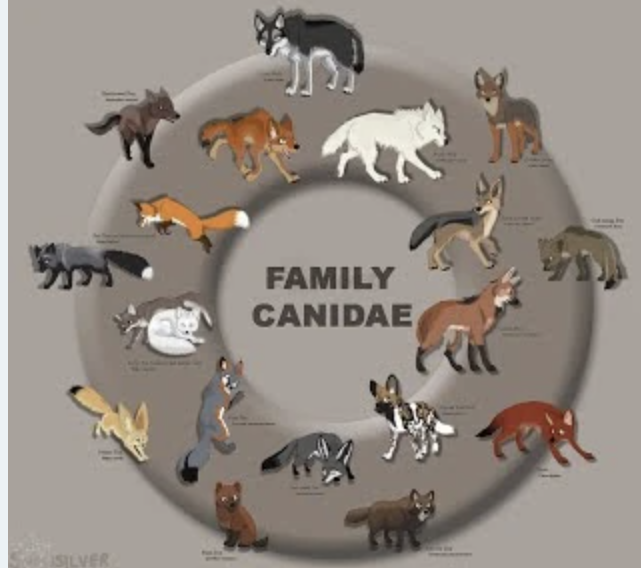 gin_giselle's tweet photo. The second thing I learned was the problems dogs face in society and other animals. I was unaware of the amount of suffering and hatred some of these animals go through. As a result, I've become more aware of what could be done to help support these animals. #WhatIlearnedinWR60 https://t.co/jw5iHwANiN