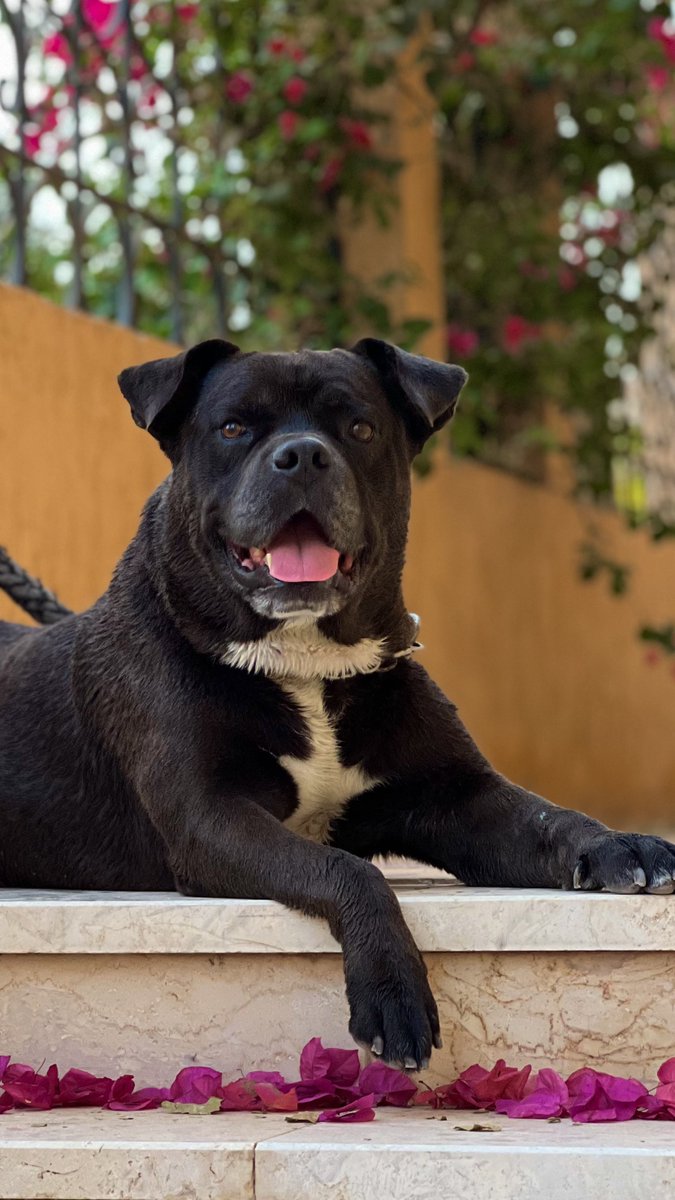 This dog is enjoying his vacation better than you are 🩷
