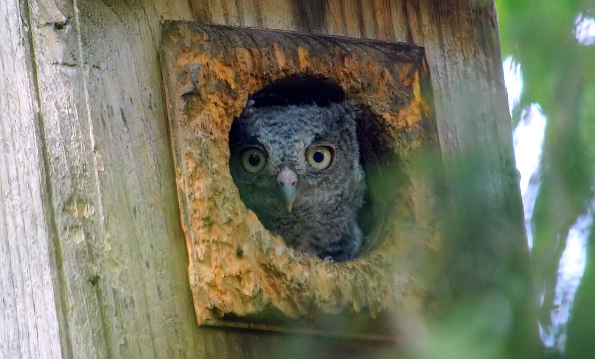 kala61857's tweet image. I'm Going To Miss This Cutie
Got to enjoy this cutie for 8 days before becoming an empty nester. Found I could get a little closer if I approached from the side
Eastern Screech Owl (Megascops asio)
kapturedbykala.com/Birds/i-pGRjnKg
#owls #BabyOwl #backyardbirding #CuteAnimals #BabyBird
