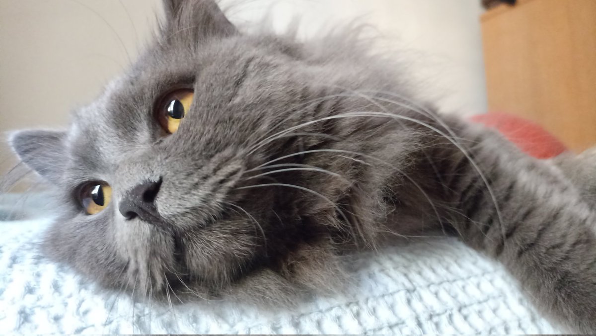 Fluffington23's tweet photo. https://t.co/DFeS5M8Is9