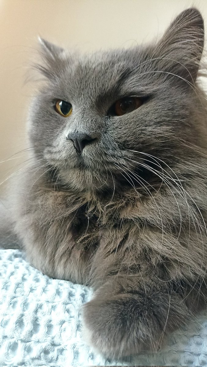 Fluffington23's tweet photo. https://t.co/DFeS5M8Is9