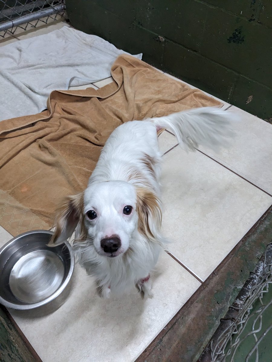 hannah474's tweet photo. If anyone is interested in adopting this dog he needs a home by today he is a very sweet boy https://t.co/NuIIcziyaX
