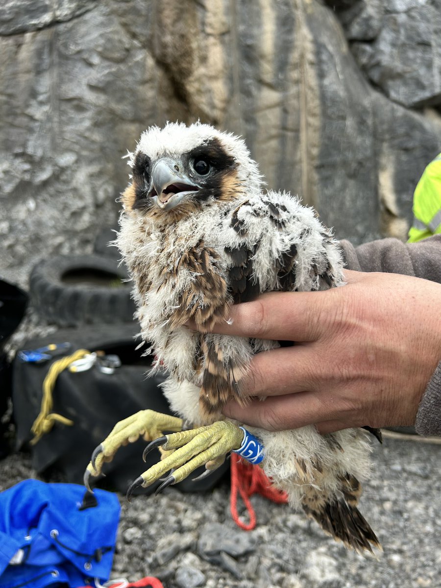Despite a below average season for south Devon’s peregrines, we have managed to ring and DNA swab several birds, including 3 female chicks at a local quarry site. Great to see the staff so enthusiastic about the birds. 👍 #peregrine #quarry <a href="/_BTO/">BTO</a>
