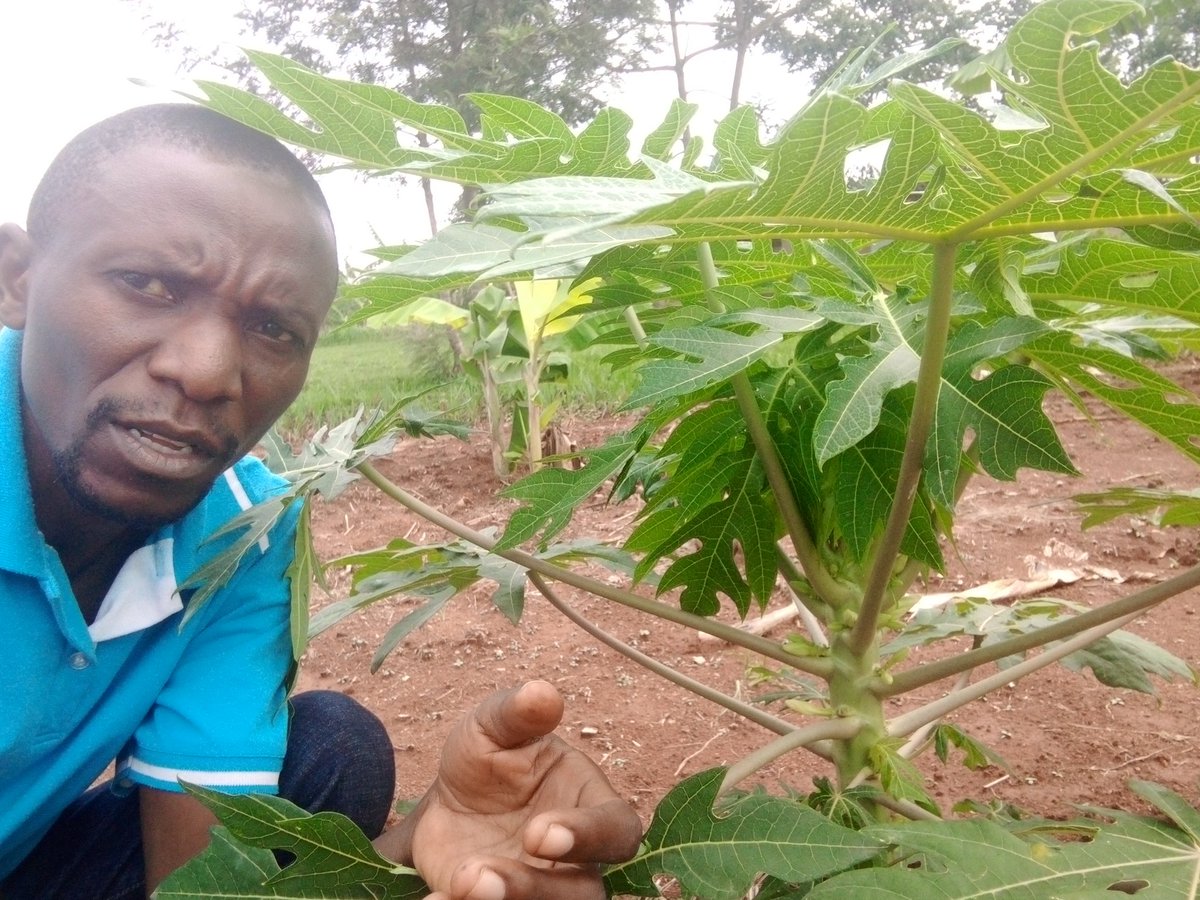 WilbertDusabe's tweet photo. Iyi papaye Red Royal Rouge ntishaya aha mubona iri rouge itemaguye imeze nka kurya kw'umwe mubisi kandi irasosa cane. https://t.co/VmhbHvRjD8