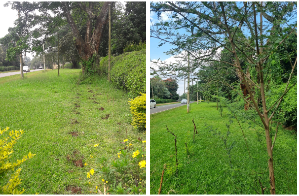 PhotosForTrees's tweet photo. Lower Kabete road street trees from #seedballs
2022 vs 2024
#greeningnairobi #nairobitrees #nairobiroads https://t.co/NwAPjRcq5g