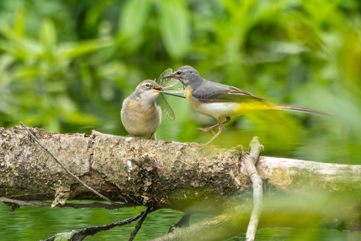 JustD55555's tweet photo. 5 grey wagtails seen on the Colne today by Stocker's Lake with juveniles being fed in this case a female banded demoiselle.
#hertsbirds @Hertsbirds https://t.co/Sr0CCYOLUu