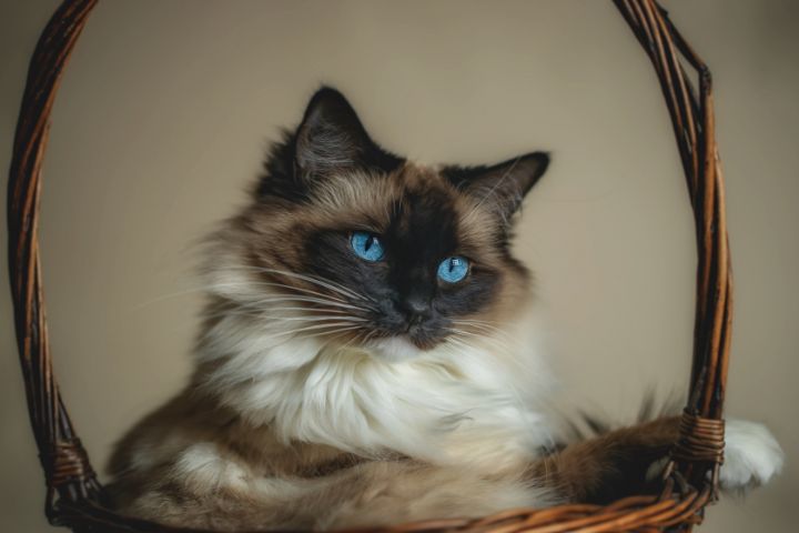 natashabin's tweet photo. Art of the Day: "Putting the fur in furniture.". Buy at: https://t.co/fCmPUjyskh https://t.co/pSbicvPH6n