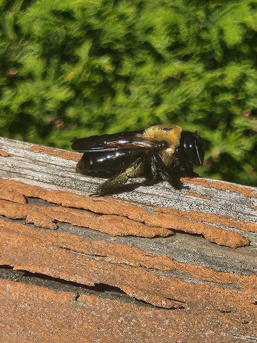 VeefriendsEdits's tweet photo. Hey @veefriends look who stopped in for a visit this am....
#GaryBee ain't his little legs fire π₯ lol
What a fuckin beautiful creature. How some cannot respect and love bees is crazy. https://t.co/Nm1KlSX7Pj