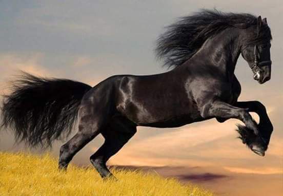 ব্রাহ্মণবাড়িয়ায় নির্বাচনী প্রচারণায় জীবন্ত প্রাণী ব্যবহারের অপরাধে জরিমানা