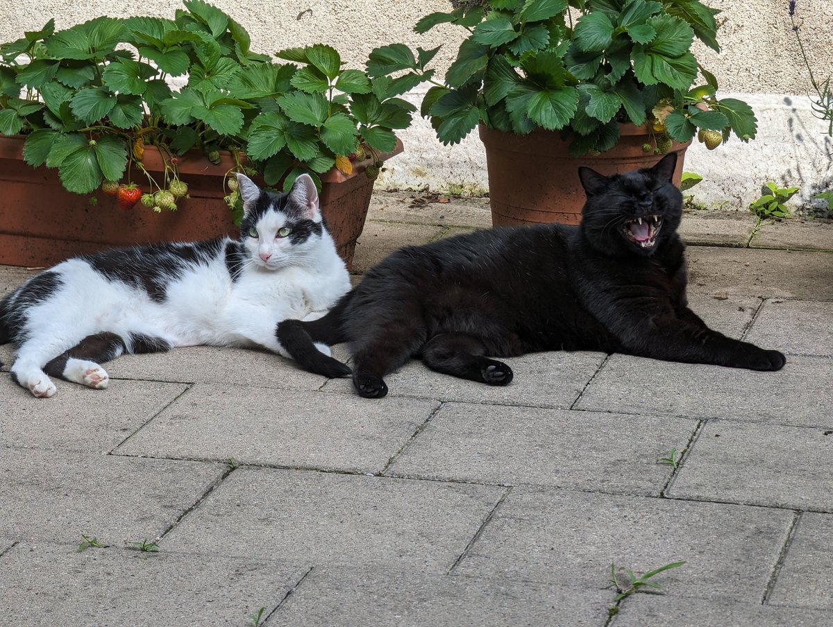 Sarah - oder so (@spielefreundin) on Twitter photo 