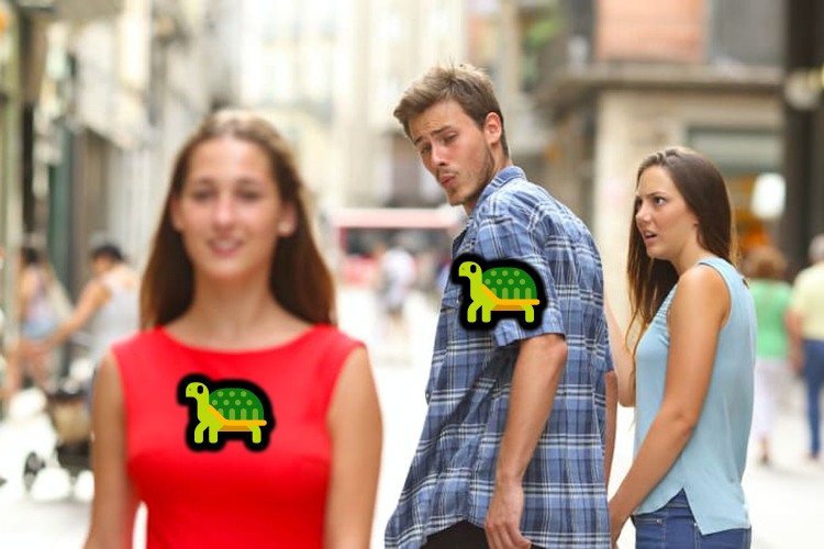 #TariMemeQuest 🐢