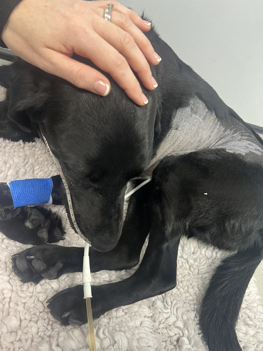 Chris Kirkland tweet media