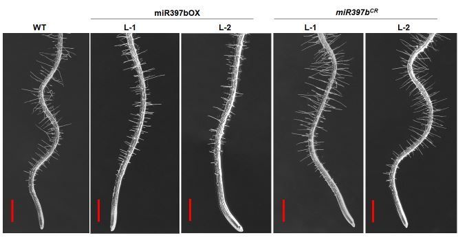 A network comprising ELONGATED HYPOCOTYL5, microRNA397b, and auxin-associated factors regulates root hair growth in Arabidopsis (Subhash Reddy Gaddam, et. al.) buff.ly/3yIFOwG @Subhash1731 @prabodhslab @AshishS96324887 @PrabodhTrivedi @chitrabhatia11 @ASPB #PlantSci