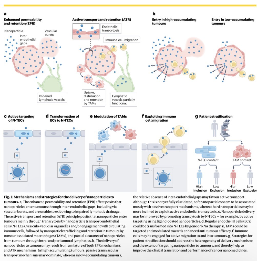 “EPR effect vs. ATR concept” 🎯

Do nanomedicines accumulate in tumors passively or actively? 

Is this different in different tumor types, or for soft vs. hard nanoparticles? 

How do new targeting mechanisms contribute to clinical impact?

Check out rdcu.be/dJT5d