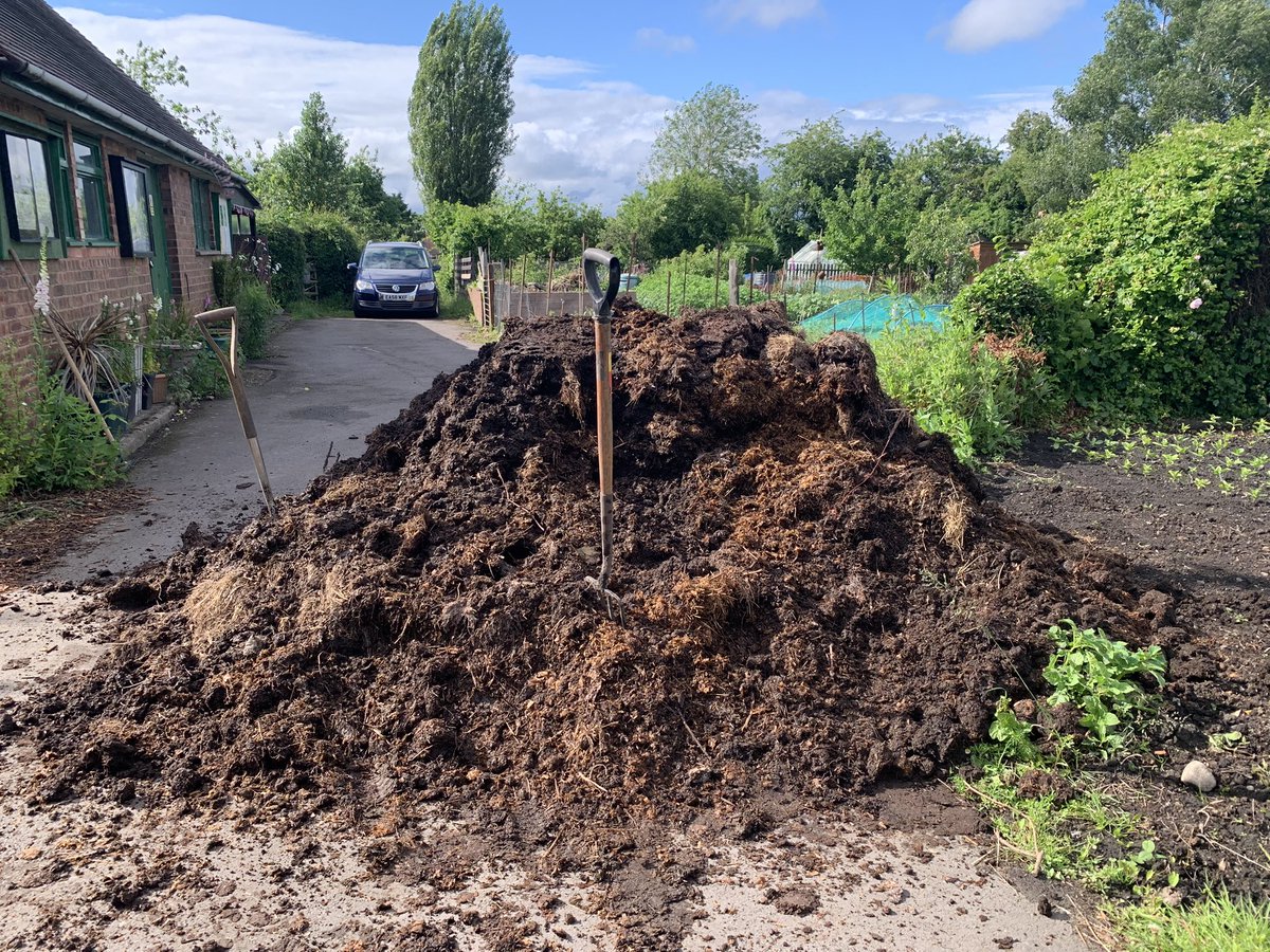 Librarian by day, excited allotmenteer by night - busy shovelling well rotted horse manure onto my allotment this evening, so that I can grow pumpkins &amp; squashes the size of small planets 🪐🎃