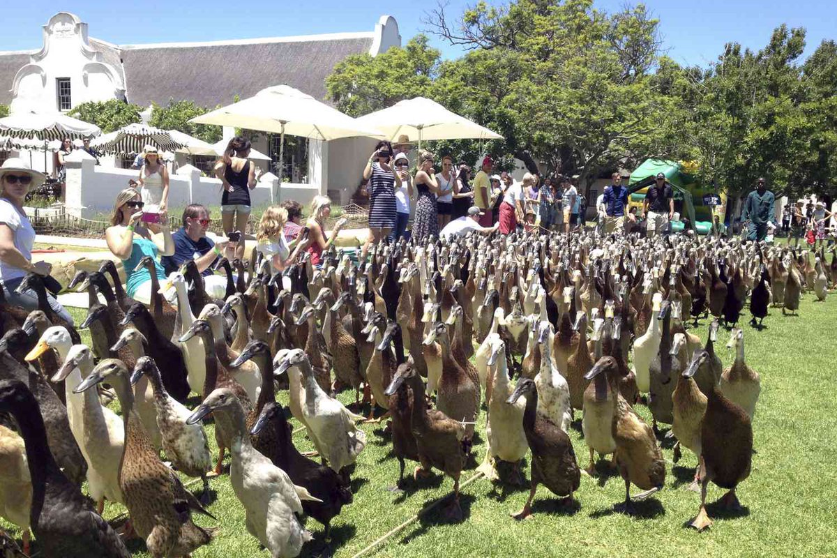 TrifouilisleBav's tweet image. #Trifouillis la #Procession annuelle du @Canardjusticier des #magistrats, des #greffiers , et des #avocats , se tient le jour de la #Saint CoinCoin c&apos;est-à-dire qd le Palmi le veut après concertation avec @SirYesSir29 ,  dans un joyeux chahut de petit pois et patés rillettes
