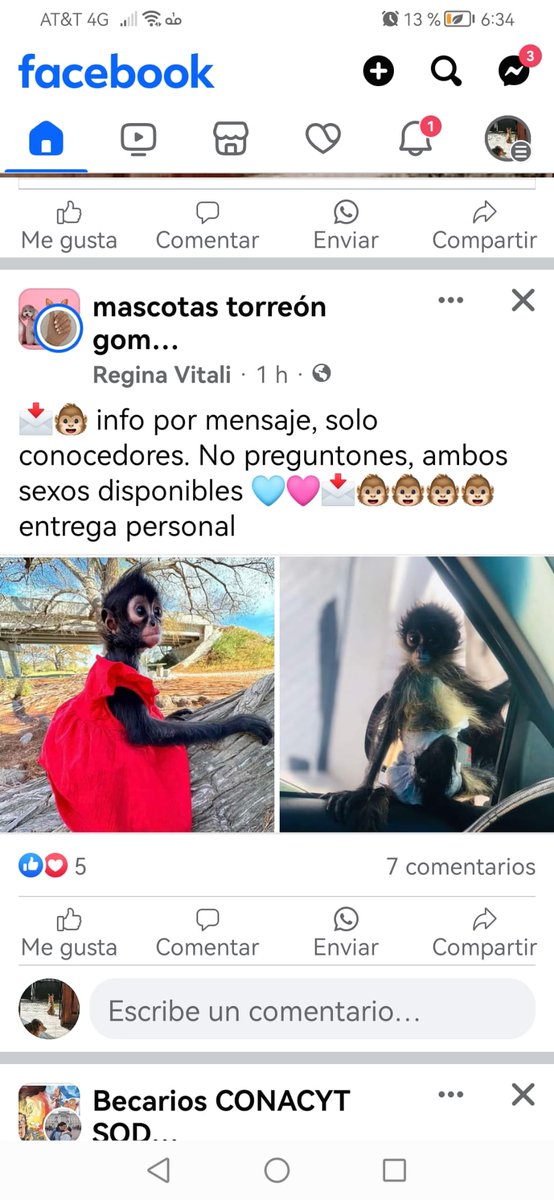 azcarmx's tweet photo. Emitimos una alerta urgente por el tráfico y comercio ilegal de crías de monos araña a través de redes sociales desde el sureste hasta el norte del país
A través de FB y WhatsApp ofrecen ejemplares de 2 y 3 meses a  58mil 500 pesos en Durango y Coahuila 
@PROFEPA_Mx @SEMARNAT_mx https://t.co/pkQIHwl7T1