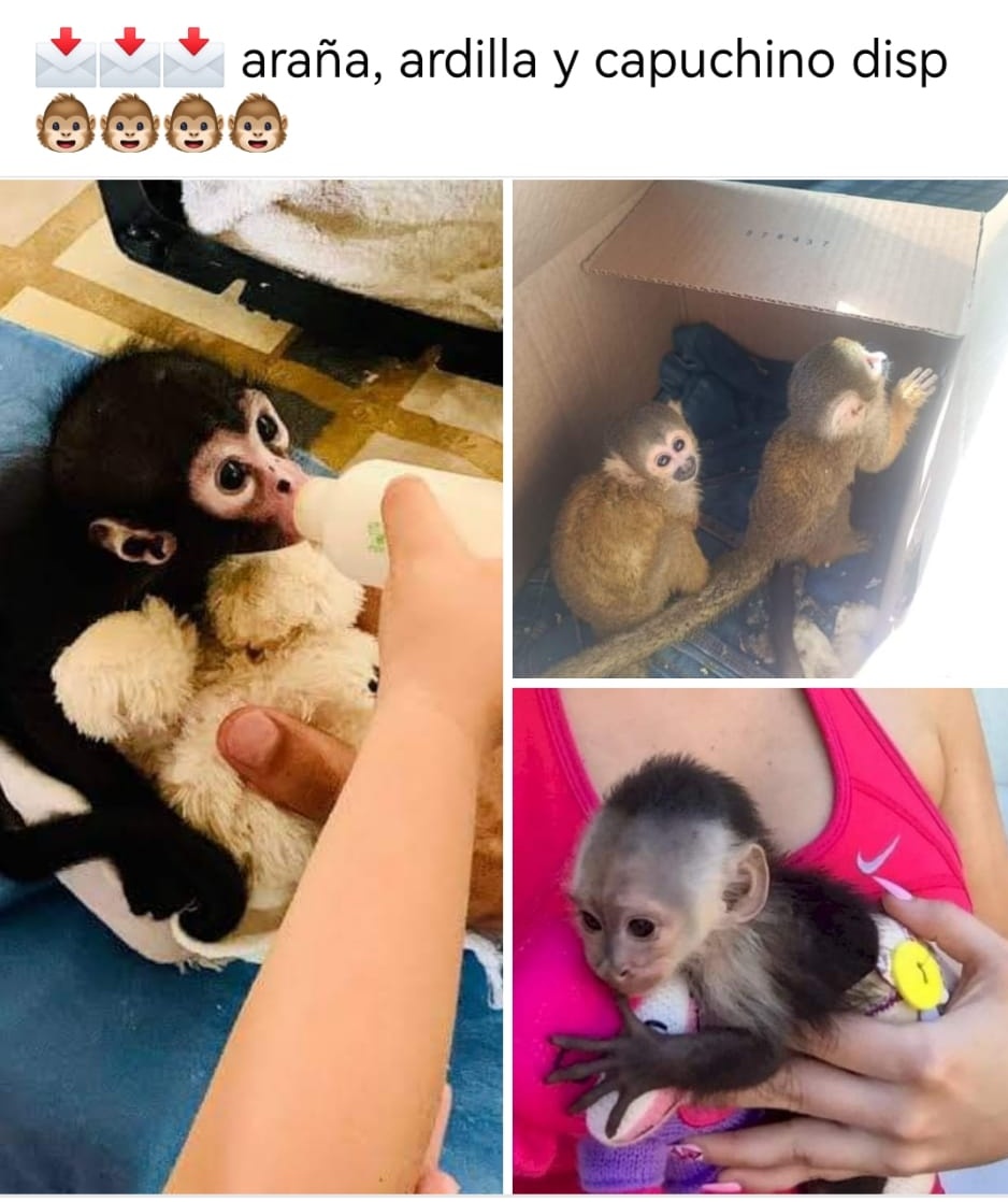 azcarmx's tweet photo. Emitimos una alerta urgente por el tráfico y comercio ilegal de crías de monos araña a través de redes sociales desde el sureste hasta el norte del país
A través de FB y WhatsApp ofrecen ejemplares de 2 y 3 meses a  58mil 500 pesos en Durango y Coahuila 
@PROFEPA_Mx @SEMARNAT_mx https://t.co/pkQIHwl7T1