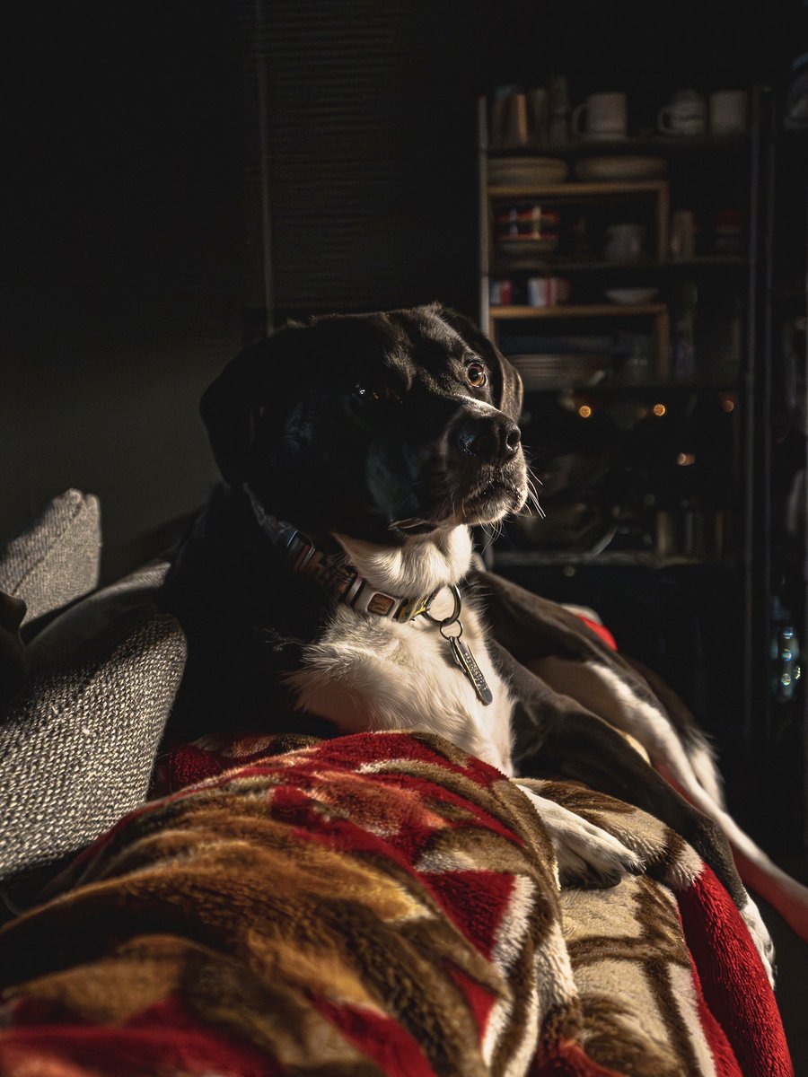 DesignInThBlood's tweet image. My design assistant.