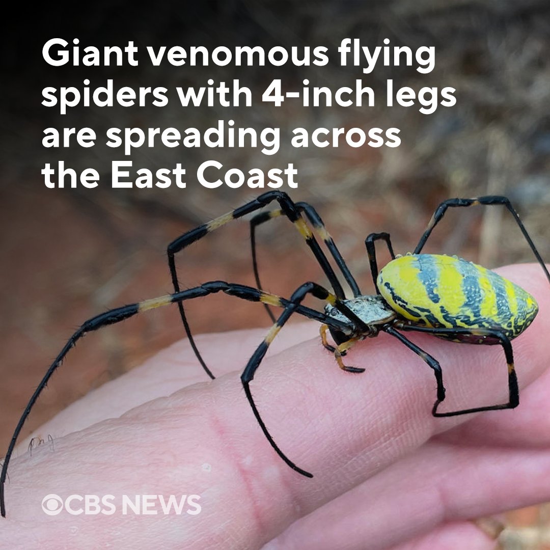 CBSNews's tweet photo. First came the spotted lanternflies, then the cicadas, and now, the spiders. The Northeast U.S. is bracing for an invasion of giant venomous spiders with massively long legs that can parachute through the air. https://t.co/21Bhj2yvTf https://t.co/u9nuxkTSRe