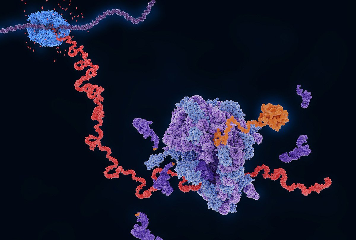PNASNews's tweet photo. How a bacterial defense system defies the #CentralDogma. In PNAS Journal Club: https://t.co/c1rJqIyY8v #DNA #RNA #protein #CRISPR #ImmuneSystem https://t.co/CQfv4faQmT