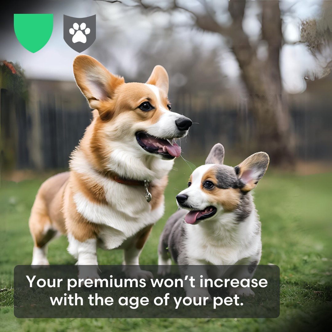 PetShieldInsure's tweet photo. If you've been thinking about purchasing pet insurance, Pet Shield might just be right for you!
https://t.co/lZBaHNTxFC for more information.
✔️ No age limits
✔️ Dental cleanings
✔️ No long term contract
✔️ Lost pet advertising
✔️ Alternative pet therapies

#Corgi #CardiganCorgi https://t.co/gbDLvNxOQn