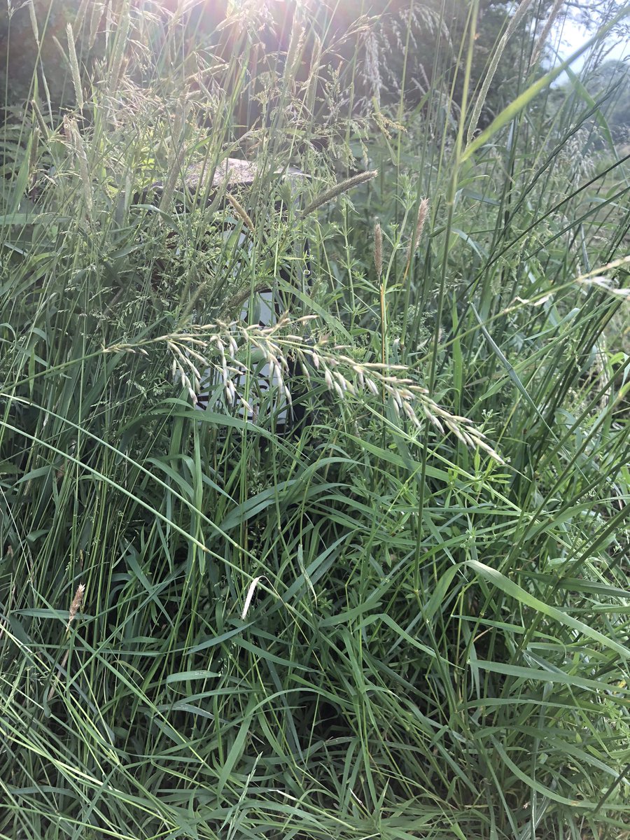 Wandelnetwerk Drenthe, mooi initiatief, vergeet je de grasmaaier niet?