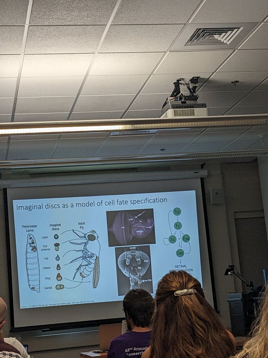 GGSA at IU (@ggsaatiu) on Twitter photo Congratulations to our GCDB grad student @heb717 from <a href="/FlyEyeLab/">Justin Kumar</a> for successfully defending her thesis on determining the role of epigenetic repression in Drosophila eye specification !🎓🎉🥳🎊🍾
#drosophila #genetics #biology #cellfate #phd Congratulations to our GCDB grad student @heb717 from <a href="/FlyEyeLab/">Justin Kumar</a> for successfully defending her thesis on determining the role of epigenetic repression in Drosophila eye specification !🎓🎉🥳🎊🍾
#drosophila #genetics #biology #cellfate #phd